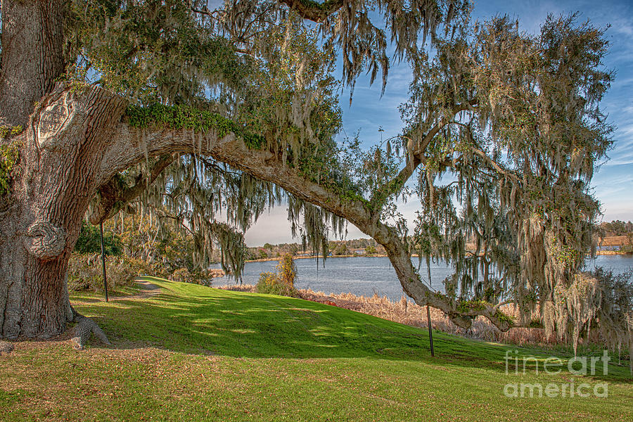 Middleton Oak Stretching to the Ashley River Photograph by Dale Powell