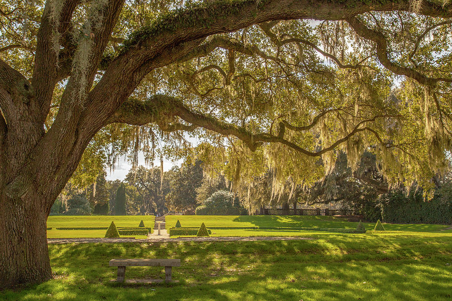 Middleton Place Gardens Photograph by Cindy Robinson