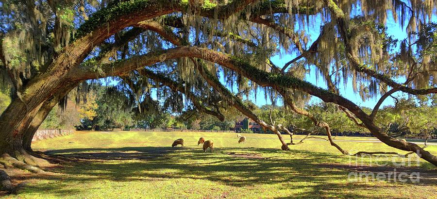 Middleton Plantation, South Carolina Photograph by Marcia Lee Jones