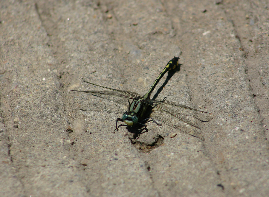 Midland Clubtail Photograph by Callen Harty