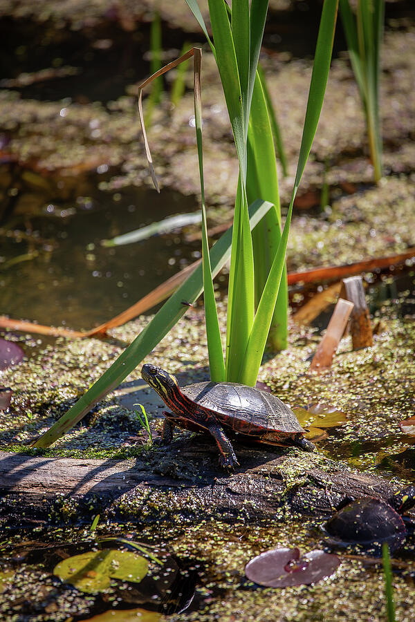 Midland Painted Turtle Basking Photograph by Dale Kincaid - Fine Art ...