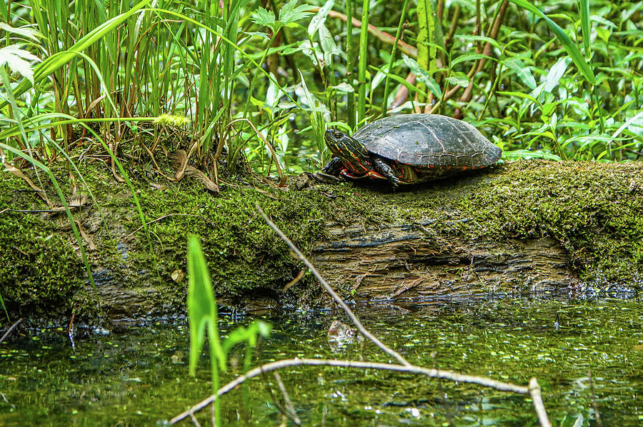 Midland Painted Turtle Photograph by Julie A Murray - Fine Art America