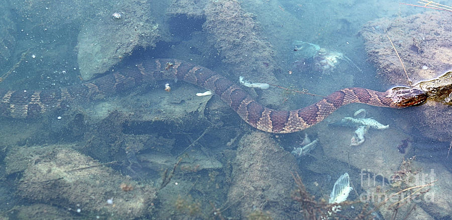 Midland Water Snake - Nerodia Sipedon Pleuralis - Photograph By Scott D ...