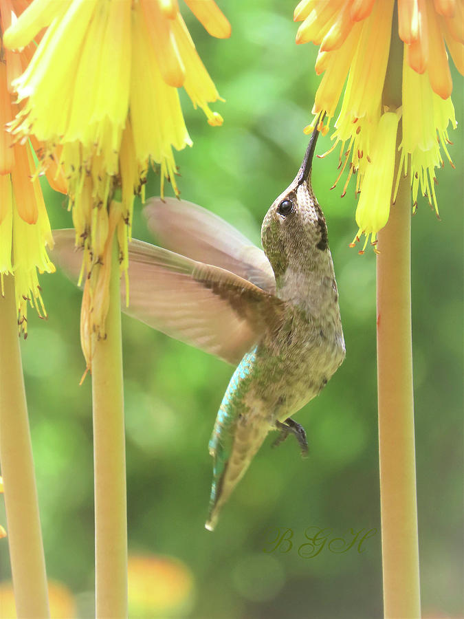 Midmorning Snack - Hummingbird Feeding - Images from the Garden - Small Birds Photograph by Brooks Garten Hauschild