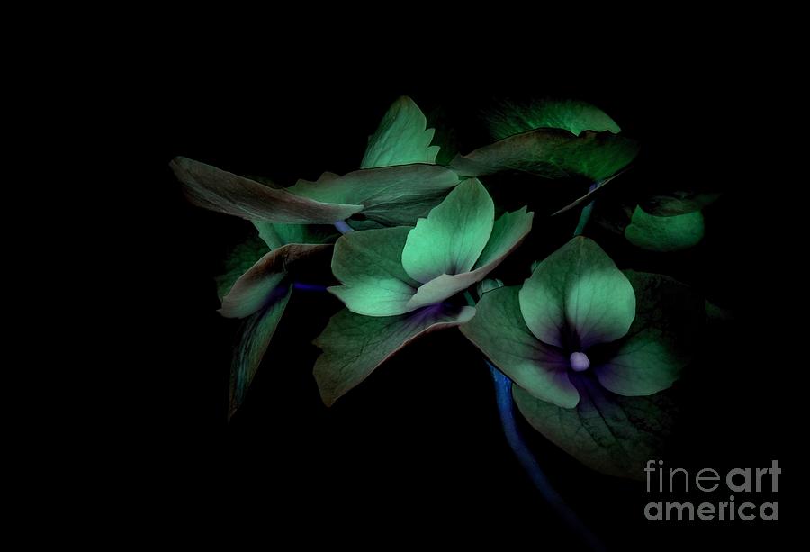 Nature Photograph - Midnight by Dan Holm Nature Photograph - Midnight by Dan Holm