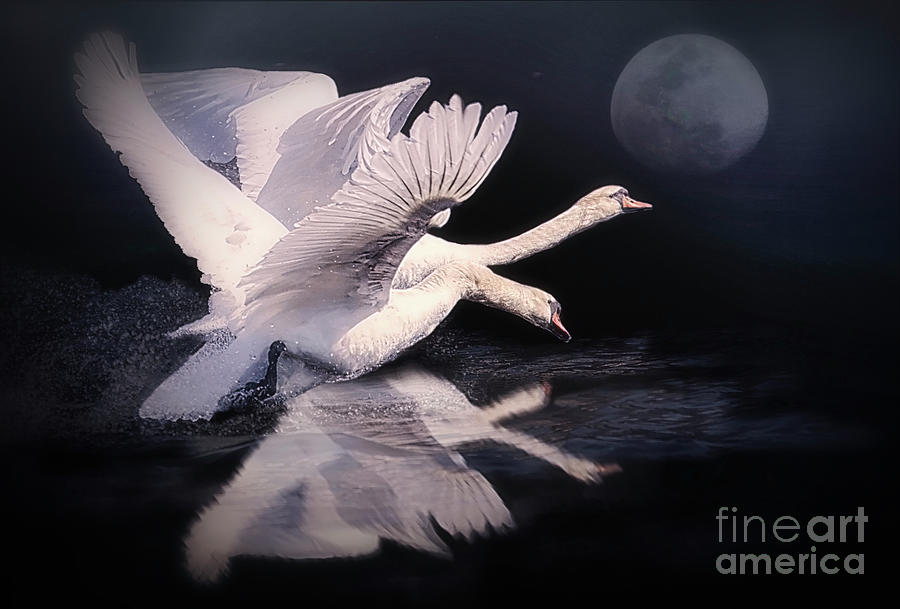 Mute Swans Photograph - Midnight Flight by Mary Lou Chmura