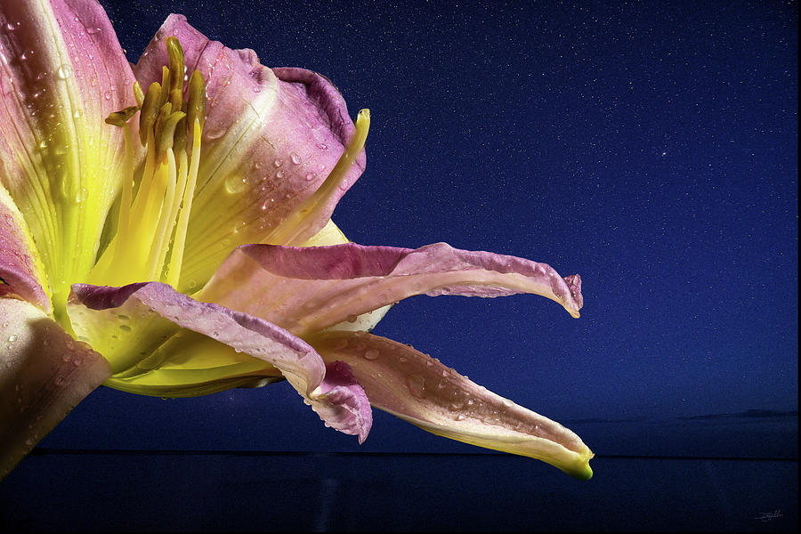 Midnight Lily Photograph by Doug Gibbons