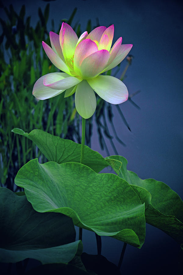 Midnight Lotus II Photograph by Jessica Jenney