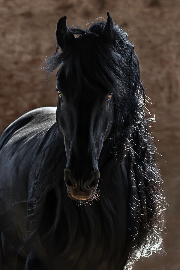 Horse Photograph - Midnight Magic by Wes and Dotty Weber