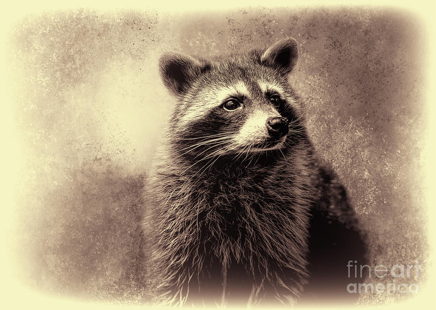 Wildlife Photograph - Midnight Raccoon Sepia by Elisabeth Lucas