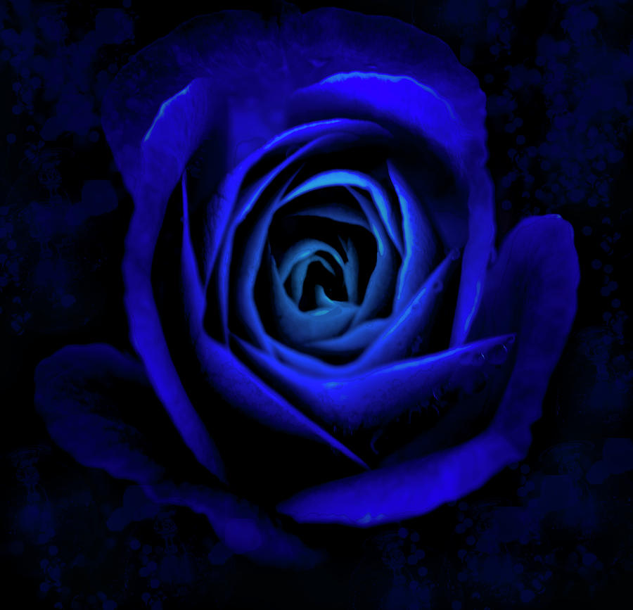 Midnight Rose Photograph by Angie Mossburg - Fine Art America
