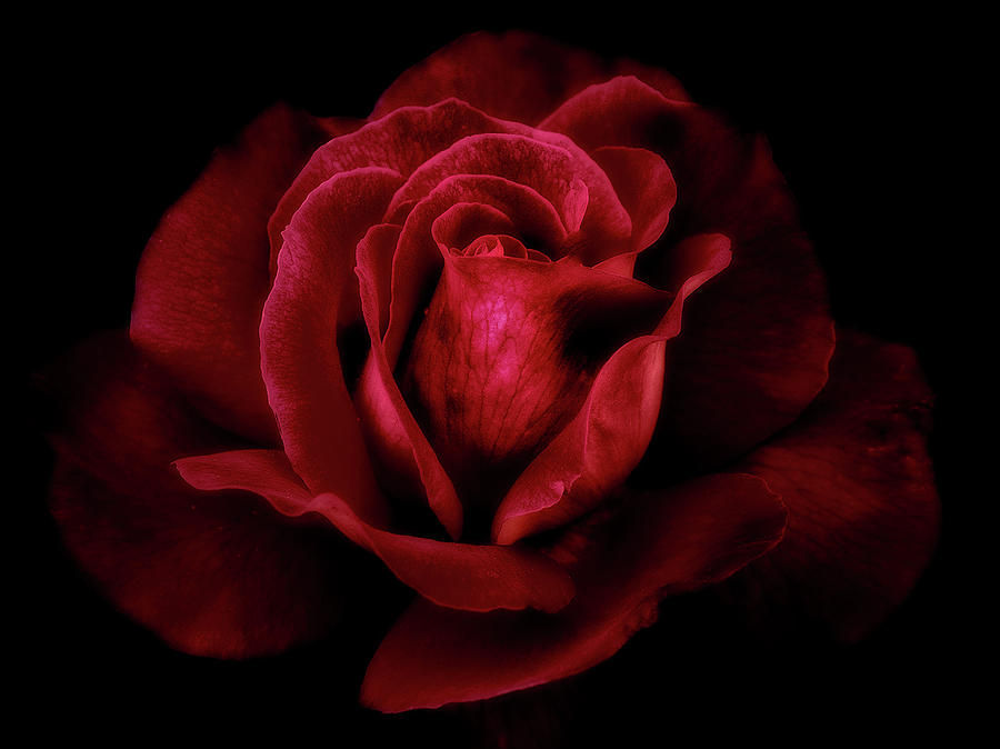 Midnight rose Photograph by Floyd Hopper