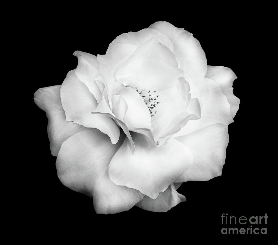 Midnight Rose Photograph by Jaime Miller