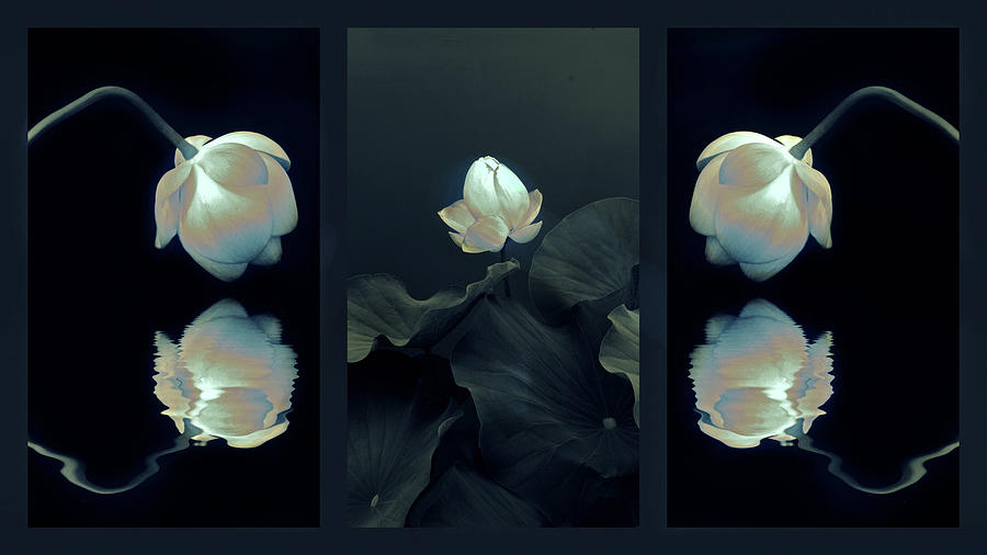 Midnight Tonal Triptych Photograph by Jessica Jenney