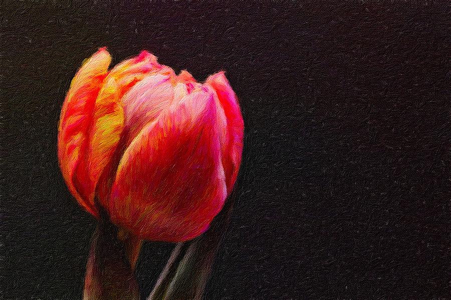 Midnight Tulip Painting by Femina Photo Art By Maggie - Fine Art America