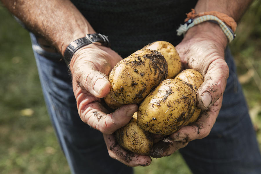 Midsection of man holding dirty potatoes in garden Photograph by Carl Smith