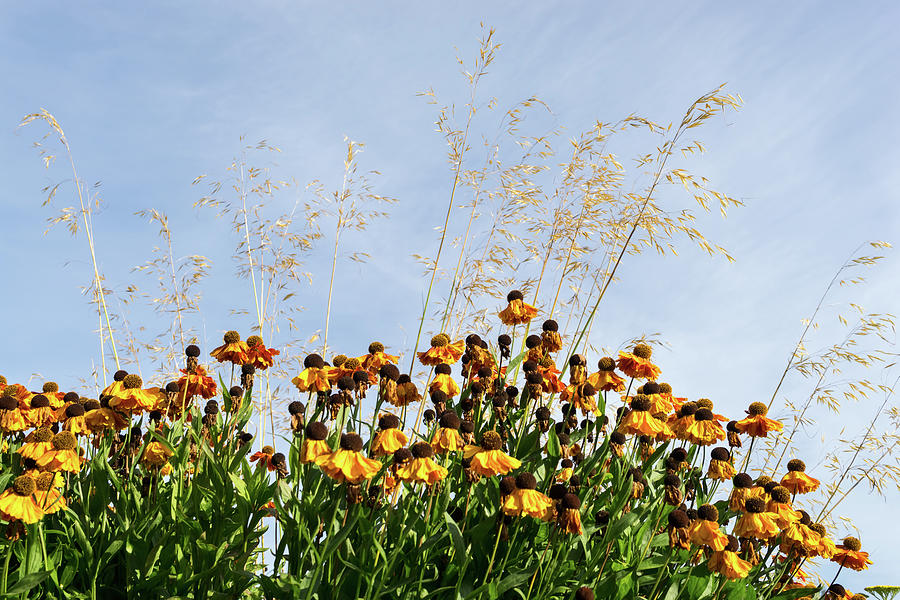 Midsummer Garden Dreams - Gloriosa Daisies and Golden Grasses Photograph by Georgia Mizuleva