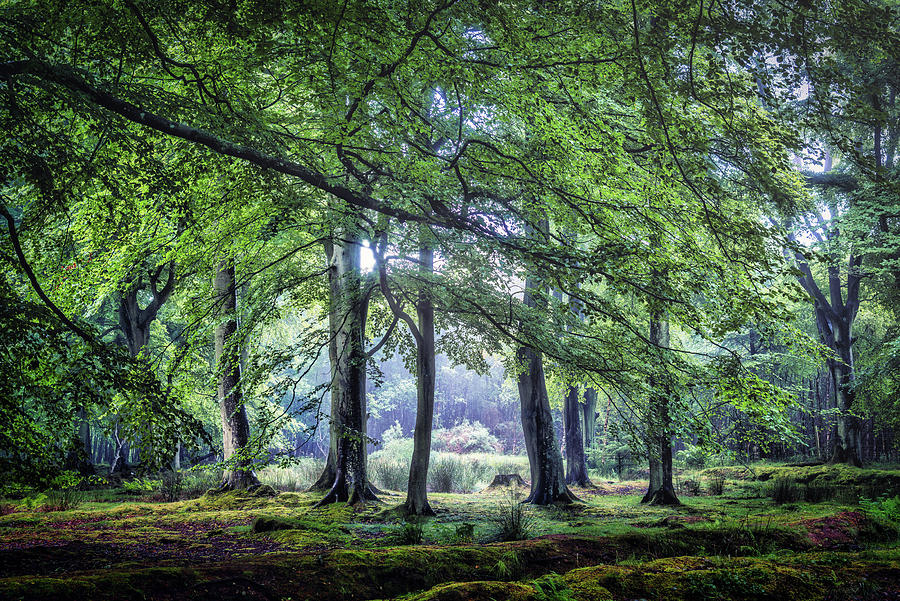 Midsummer trees Photograph by Ian Fraser | Fine Art America