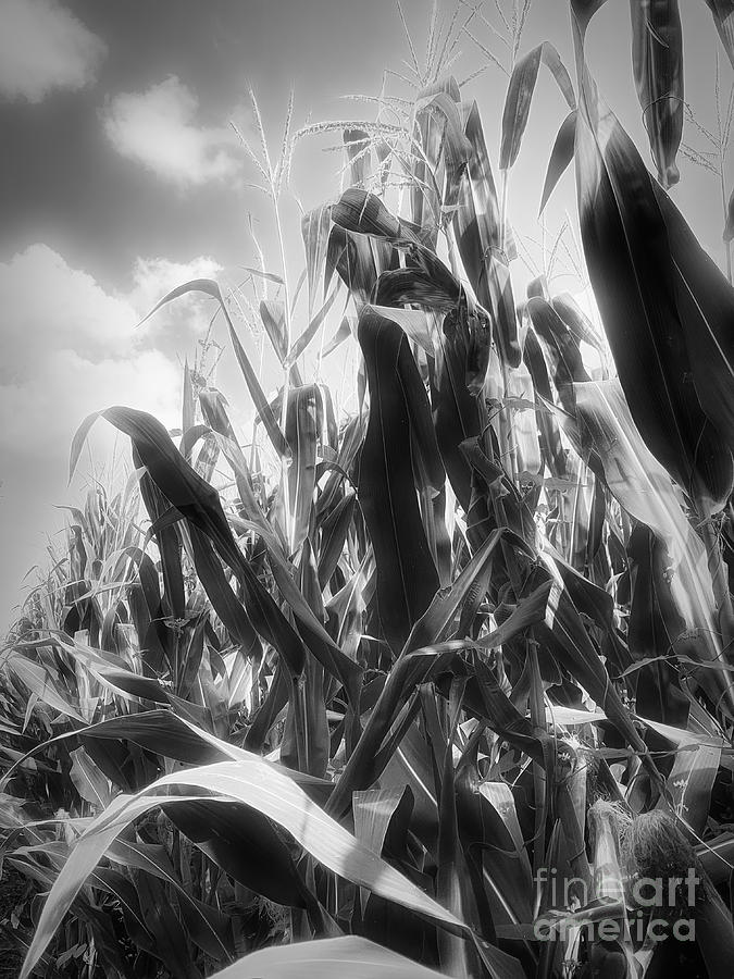 Midwest Corn  Photograph by Luther Fine Art