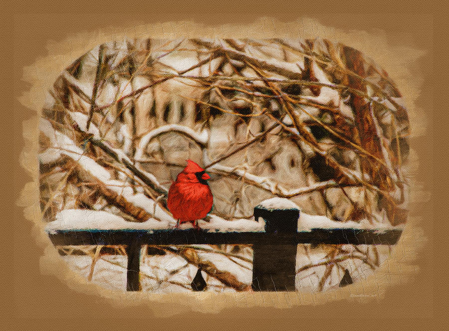 Midwinter Cardinal Photograph by Diane Lindon Coy