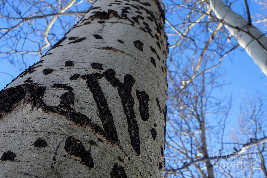 Mighty Birch in Kananaskis Country by Wilko Van de Kamp Mighty Birch in Kananaskis Country by Wilko Van de Kamp