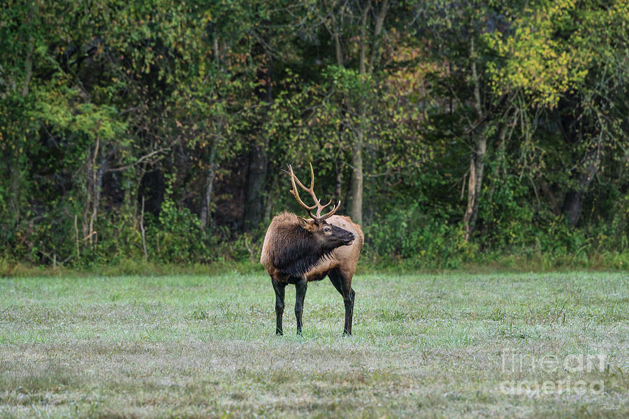 Mighty Bull Elk Photograph by Jennifer White
