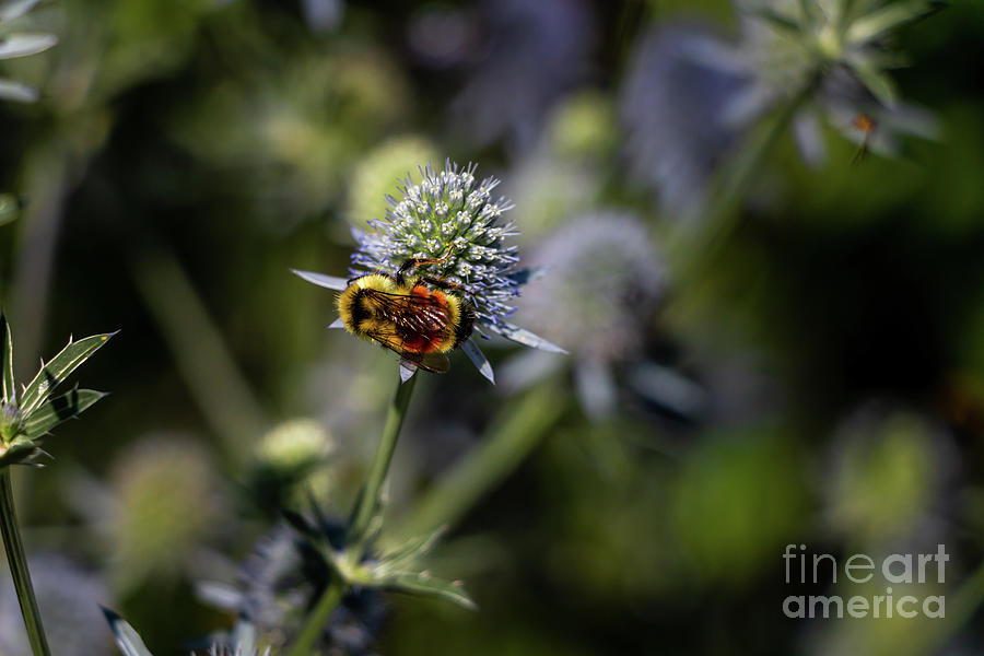 Mighty Bumblebee Photograph by Elizabeth Dow
