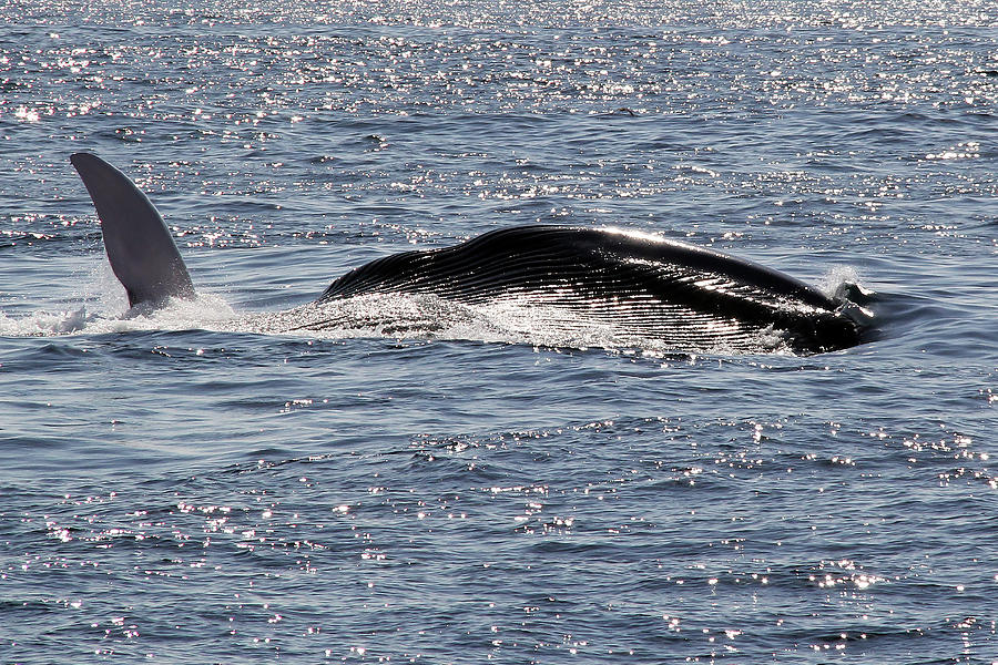 Mighty Fin Whale Surface Feeding Photograph by Michael Peak | Fine Art ...