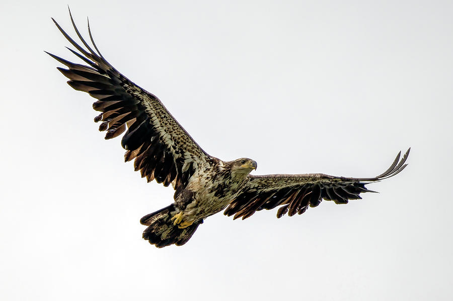 Mighty Juvenile Bald Eagle Photograph by Robert J Wagner