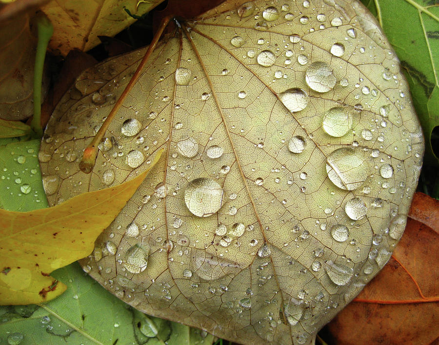 Mighty Leaf Photograph By Sheryl Burns - Fine Art America