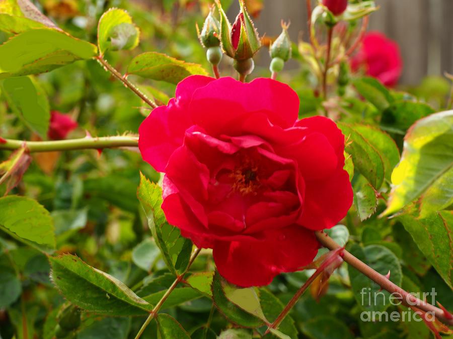 Mighty Miniature Red Rose Photograph by Richard Thomas