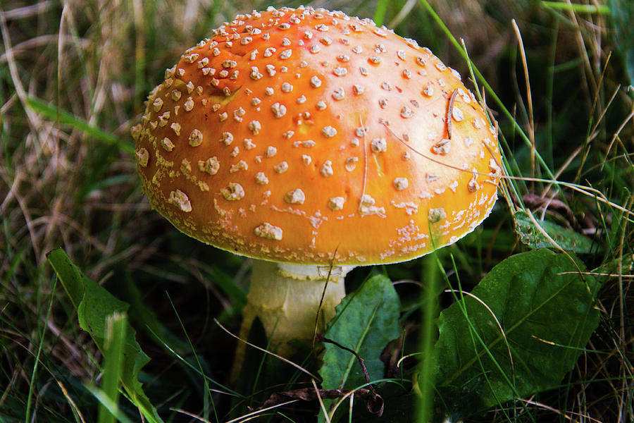Mighty Mushroom Photograph