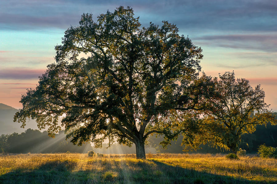Mighty Oak Photograph by Derek Dean