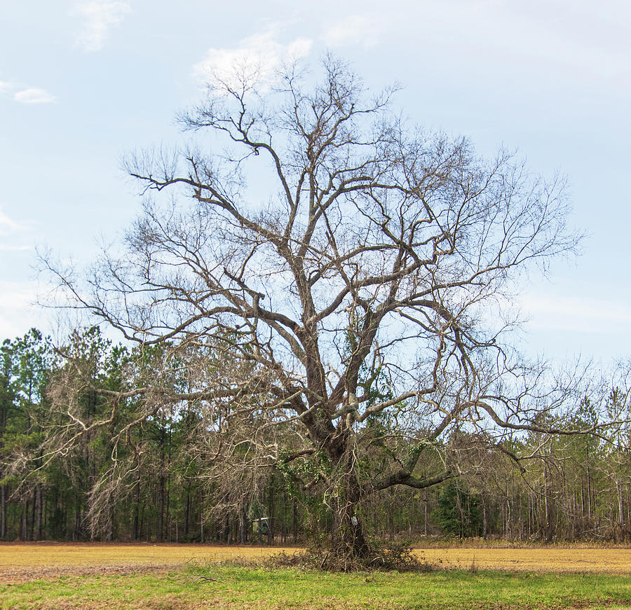 Mighty Oak Tree in the Winter - Pamlico County North Carolina Photograph by Bob Decker