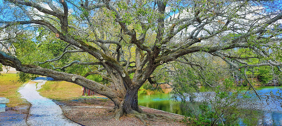 Mighty Old Live Oak at the Mariners Museum and Park Photograph by Ola Allen