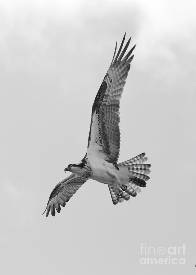 Mighty Osprey Black and White Photograph by Carol Groenen