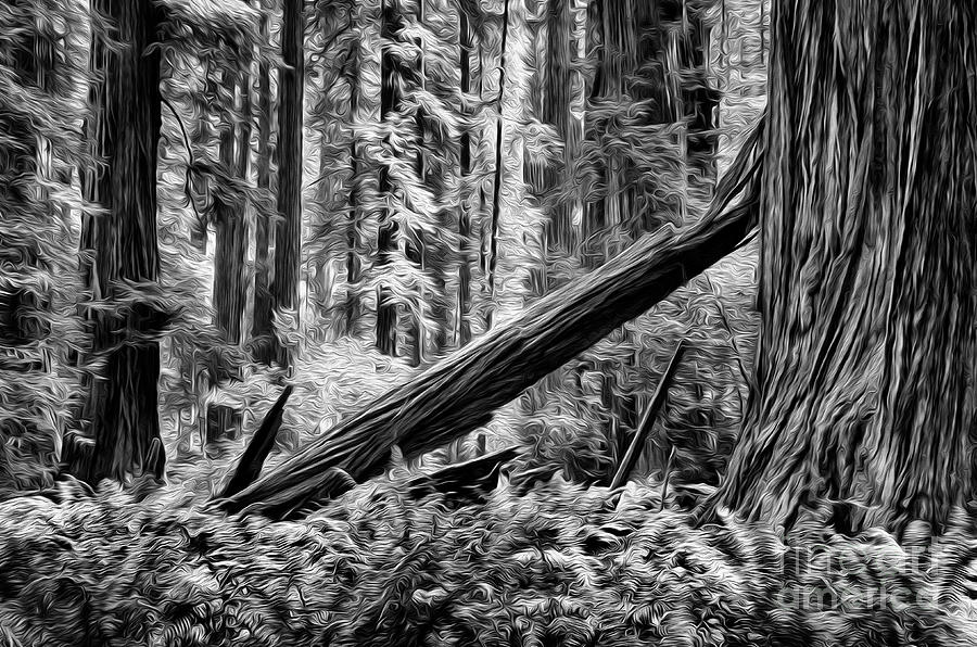 Mighty Redwoods 1 Photograph by Bob Christopher
