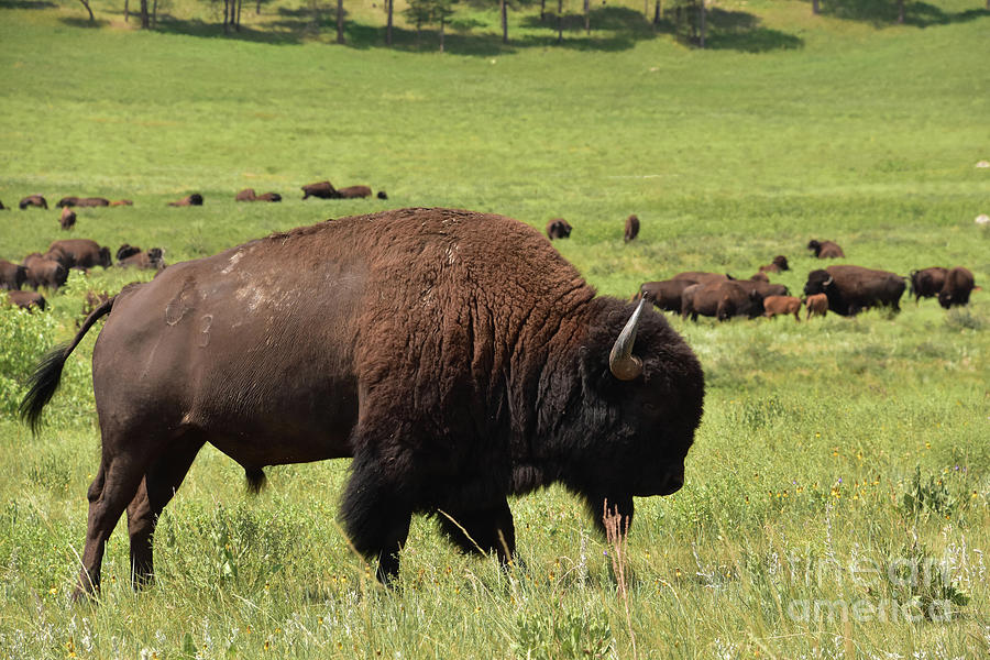 Migrate and Grazing Herd of Bison in Field Photograph by DejaVu Designs ...