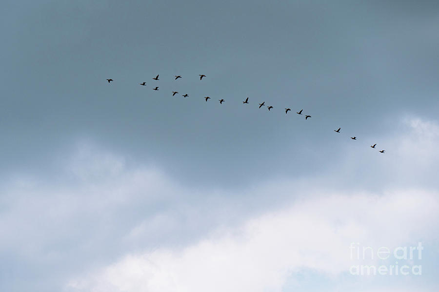 Migrating Bird Formation Photograph by Bob Phillips