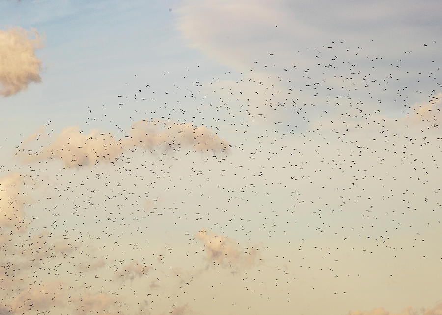 MIgrating Birds In The Sky Photograph by Amelia Pearn