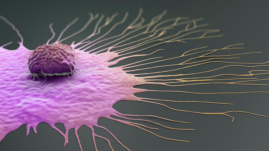 Migrating breast cancer cell, illustration Drawing by Christoph Burgstedt/science Photo Library