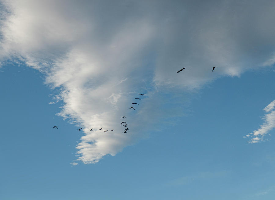 Geese Photograph - Migrating Geese And Sky by Karen Rispin