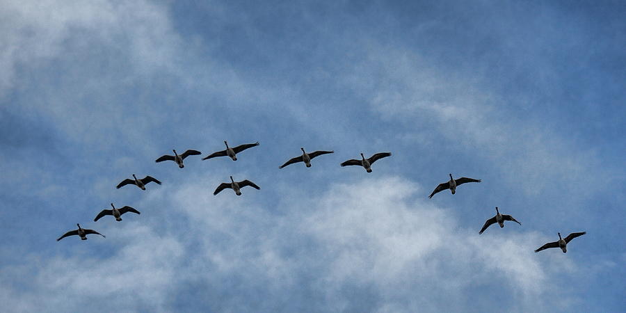 Migrating Geese Under Partly Cloudy Skies Photograph by Dale Kauzlaric