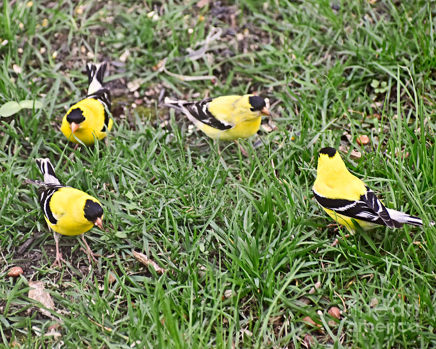 Migrating Goldfinch Photograph by Kathy M Krause