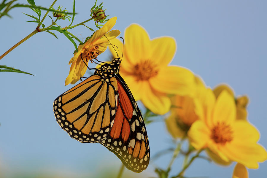 Migrating Monarch Photograph by Dale Kincaid
