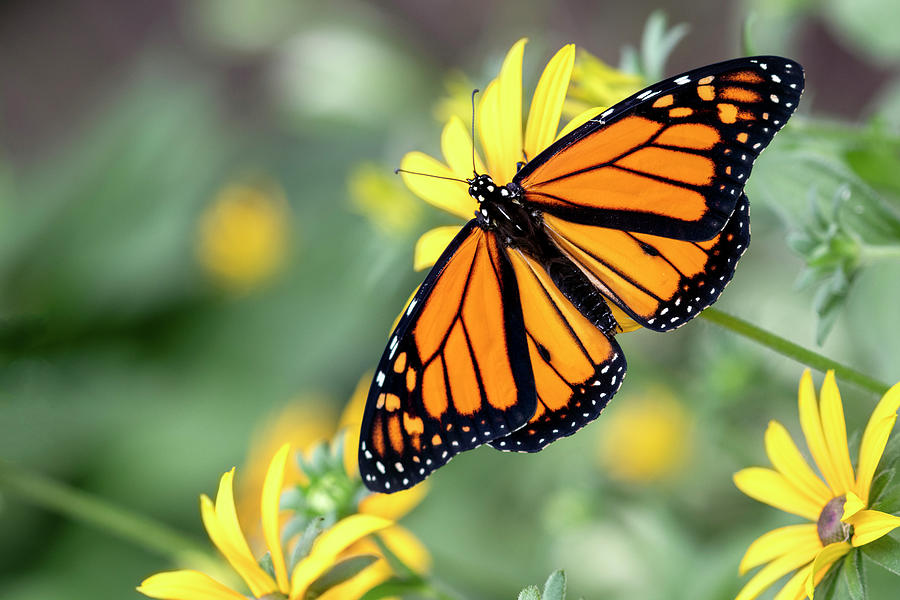 Migrating Monarch Photograph by Patty Colabuono