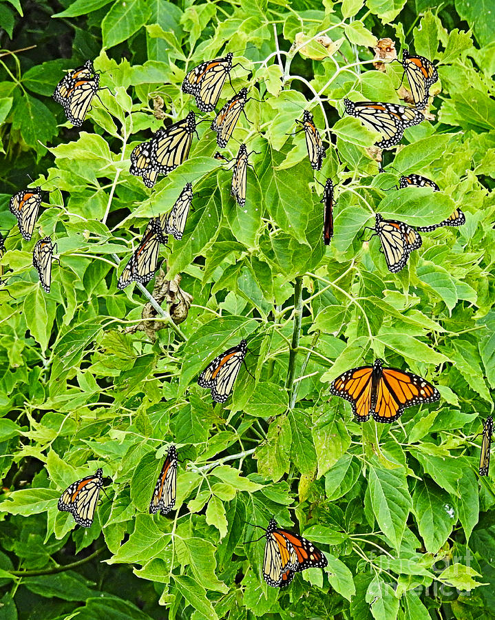 Migrating Monarchs Photograph by Kathy M Krause