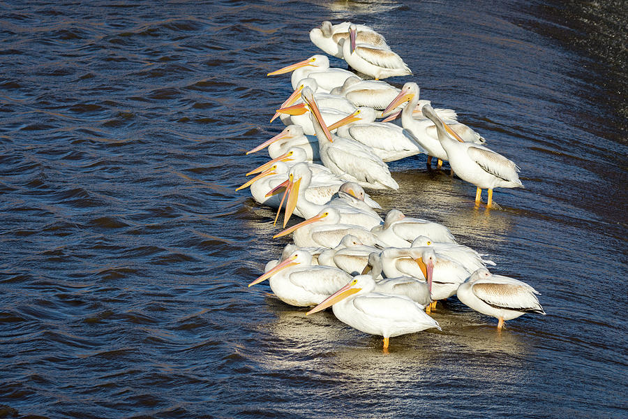 Migrating Pelicans at Rest Photograph by Debra Martz