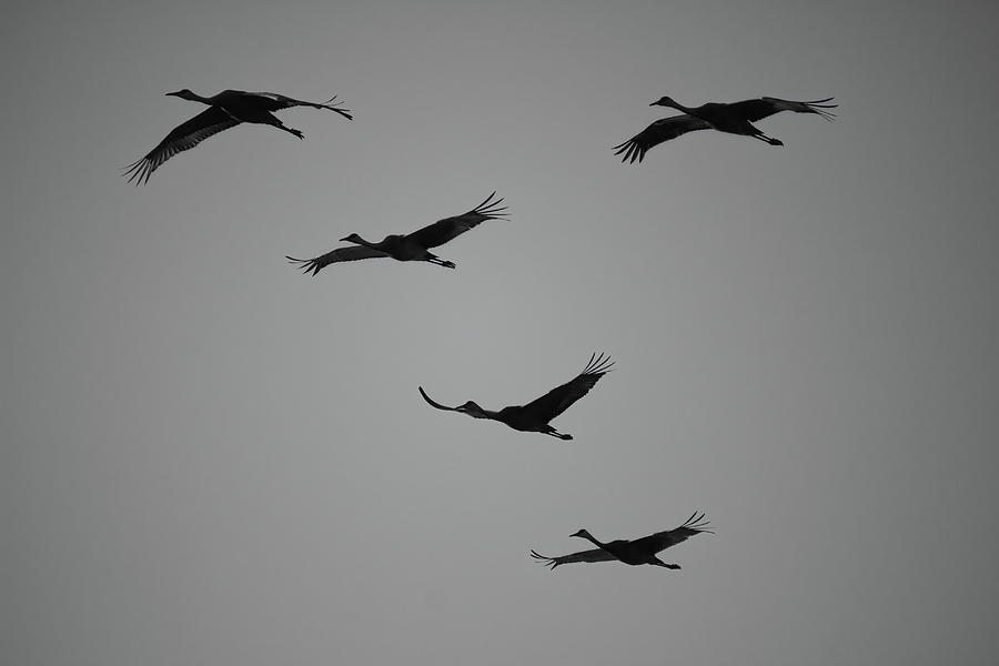 Migrating Sandhill Cranes BW Photograph by Dale Kauzlaric