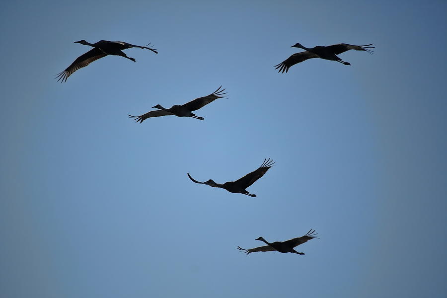 Migrating Sandhill Cranes Photograph by Dale Kauzlaric